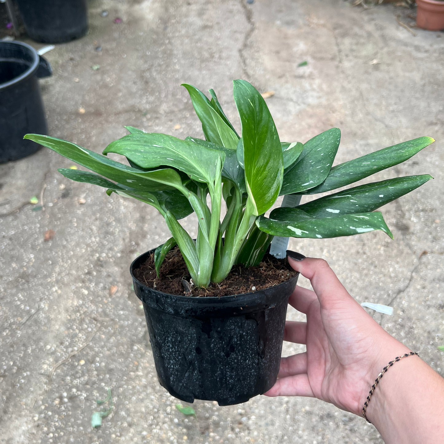 Monstera standleyana Albo Variegated