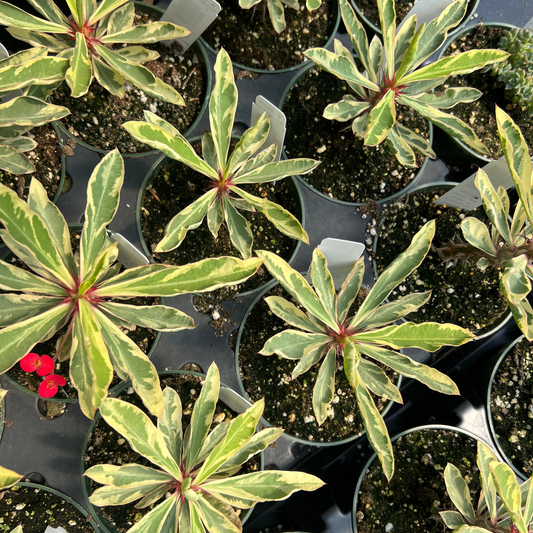 Euphorbia milii Variegata- Crown of Throrns Variegated