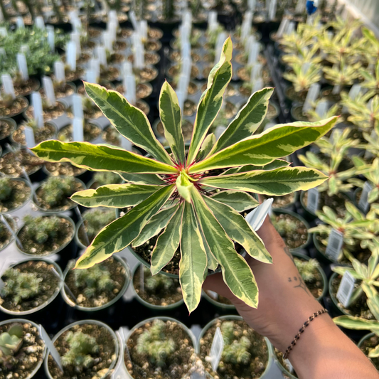 Euphorbia milii Variegata- Crown of Throrns Variegated