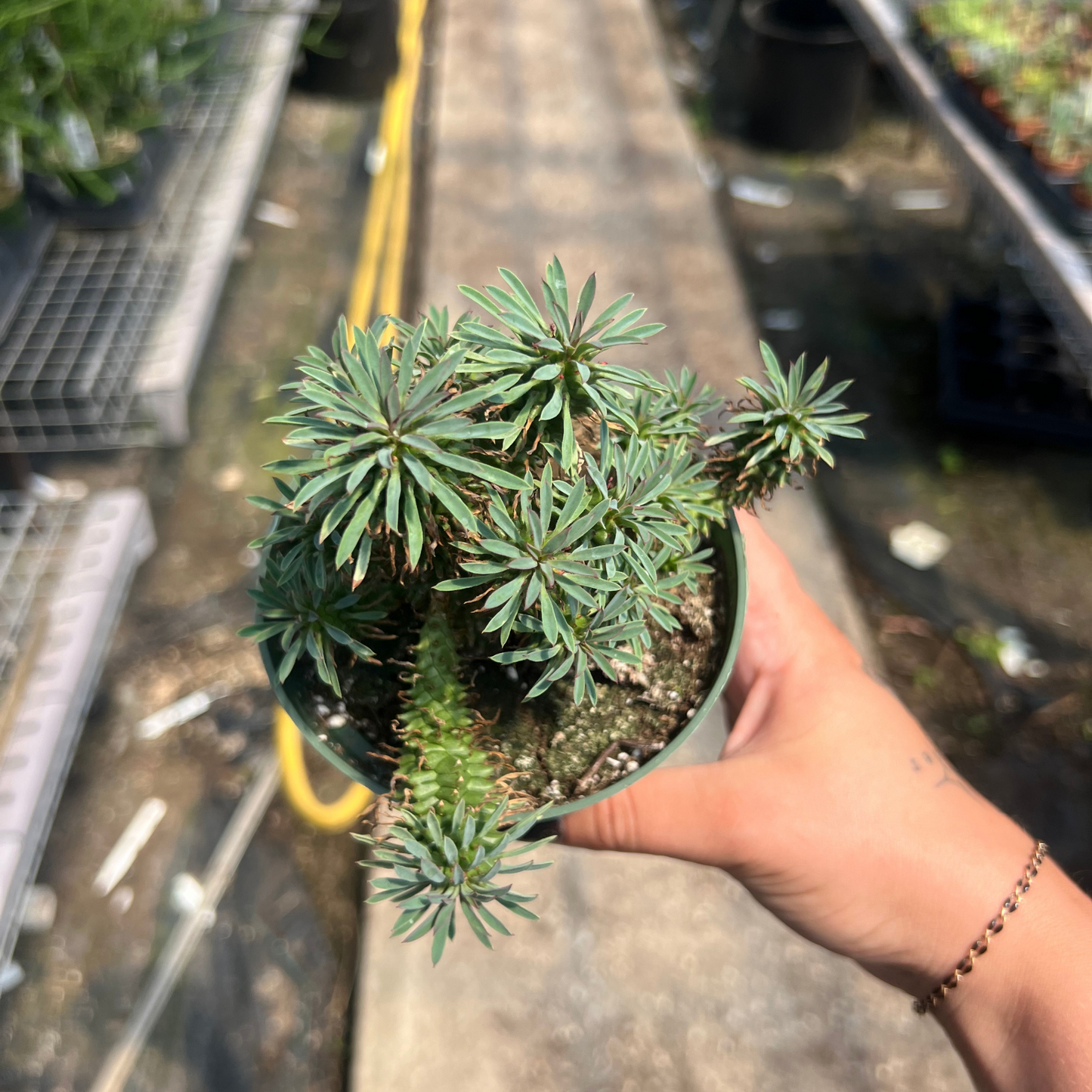 Euphorbia hypogaea