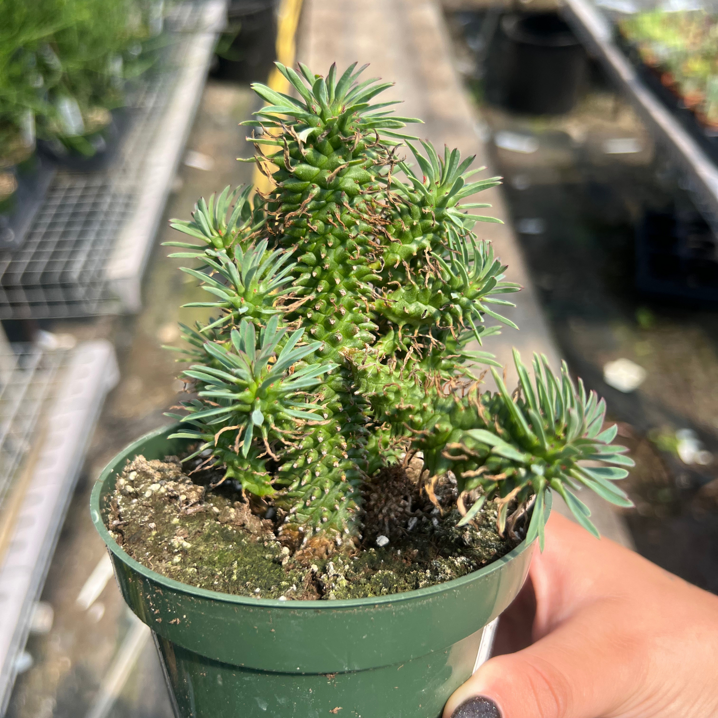 Euphorbia hypogaea