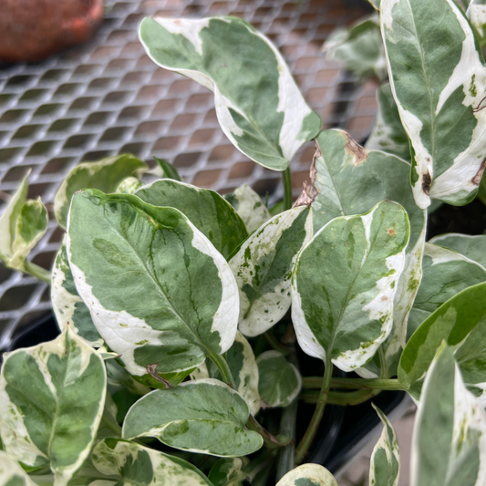 Pothos Pearls & Jade