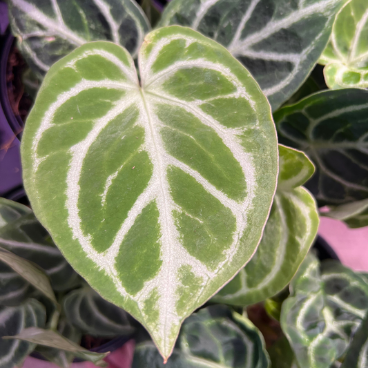 Anthurium crystallinum