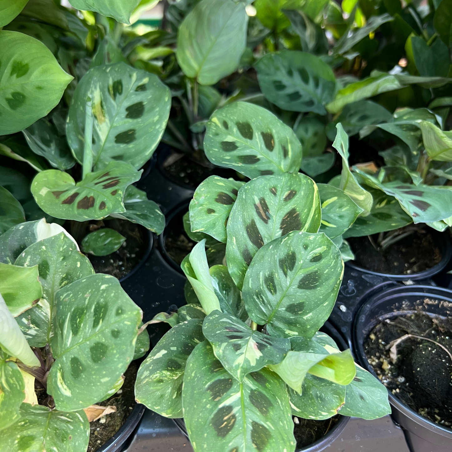 Maranta leuconeura kerchoveana 'Variegata'