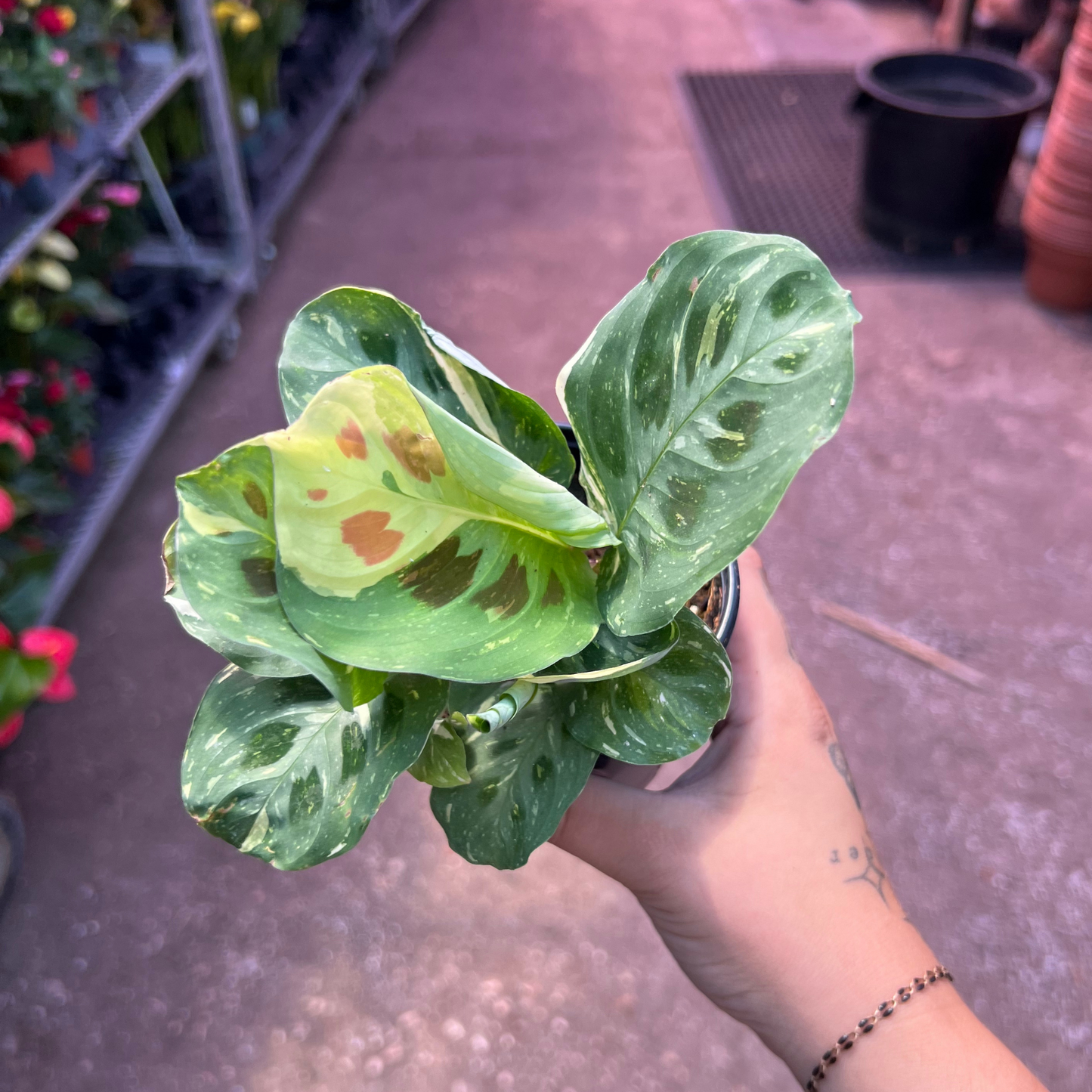 Maranta leuconeura kerchoveana 'Variegata'