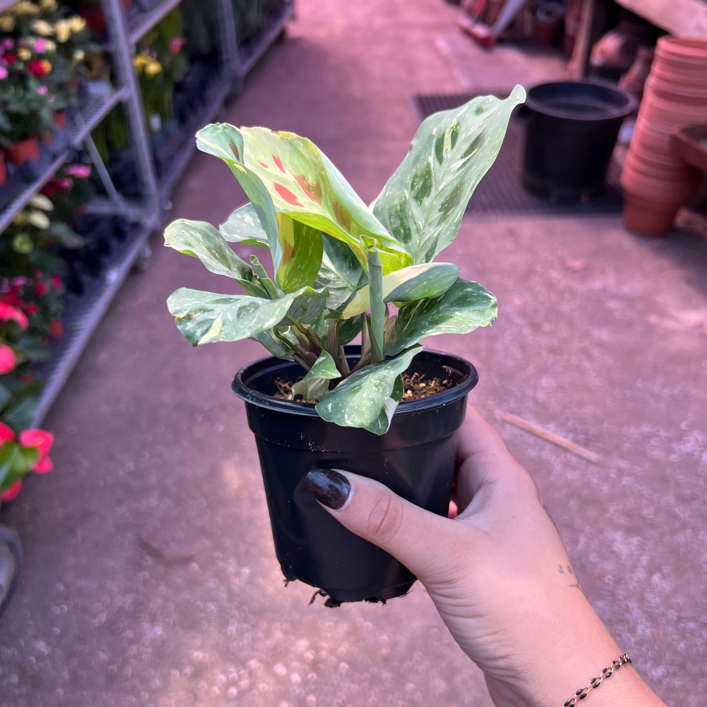 Maranta leuconeura kerchoveana 'Variegata'