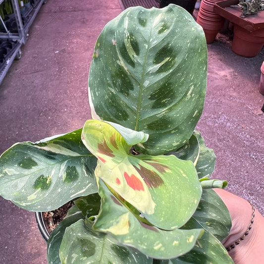 Maranta leuconeura kerchoveana 'Variegata'