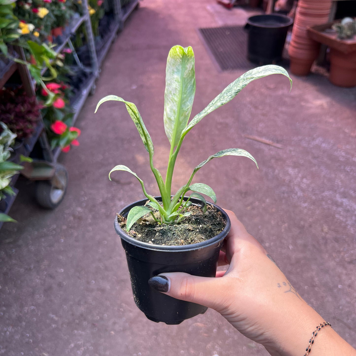 Epipremnum pinnatum Albo Variegata