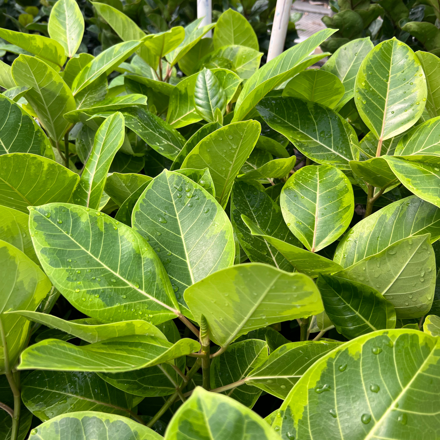 Ficus Altissima 'Yellow Gem'