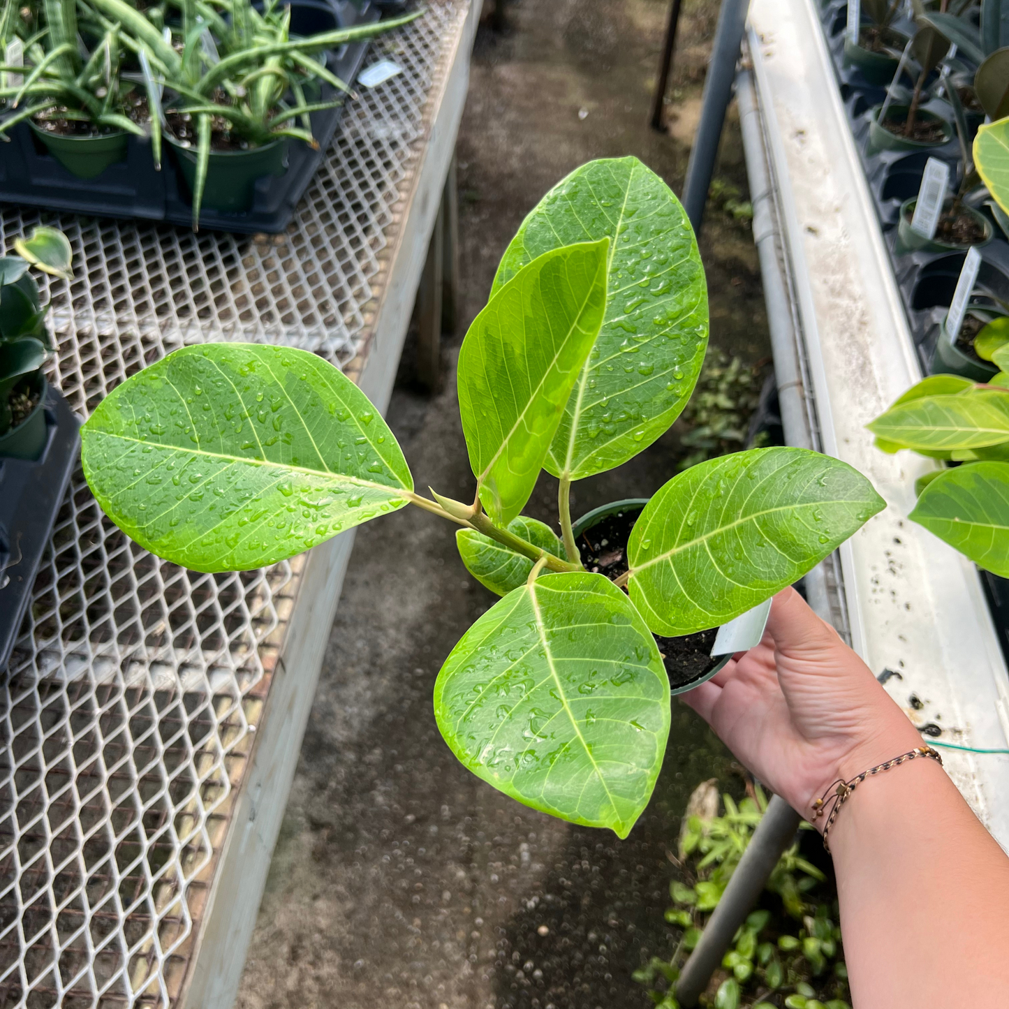 Ficus Altissima 'Yellow Gem'