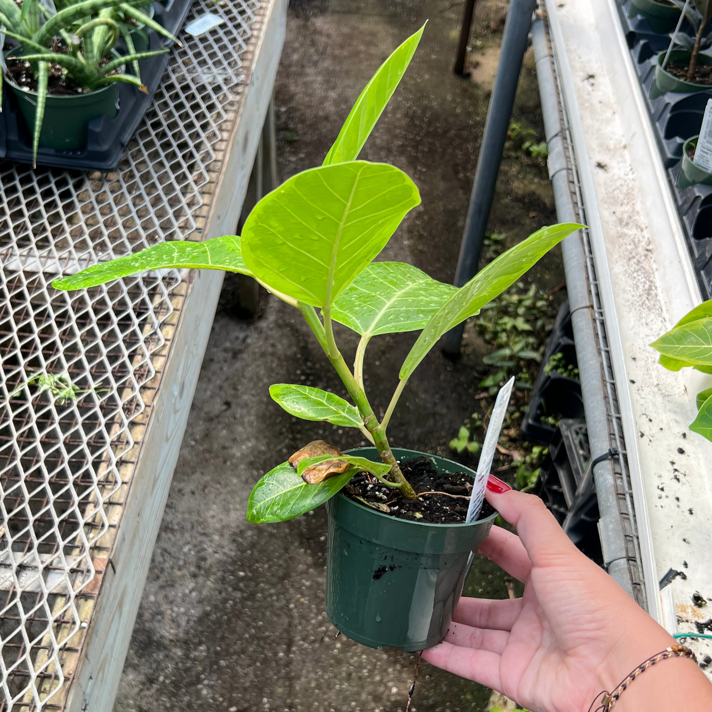 Ficus Altissima 'Yellow Gem'