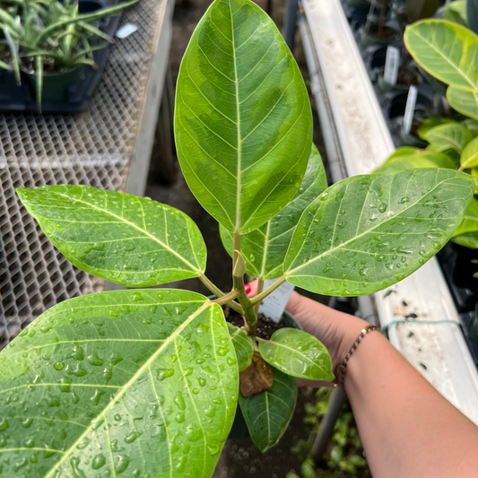 Ficus Altissima 'Yellow Gem'