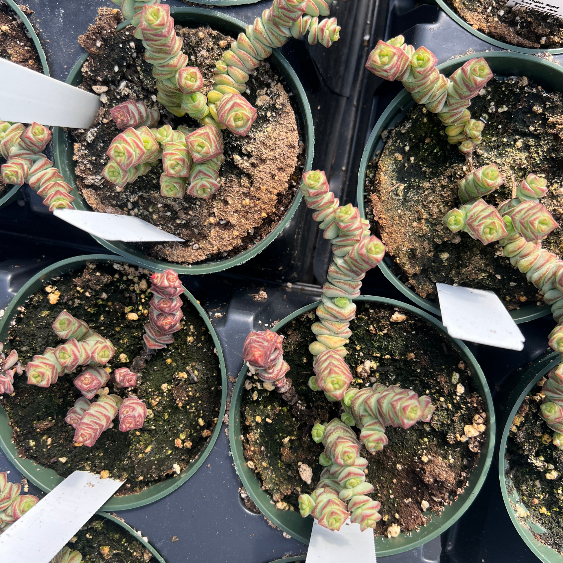 succulent plant necklace Crassula 'Baby Necklace' – Fantastic Gardens