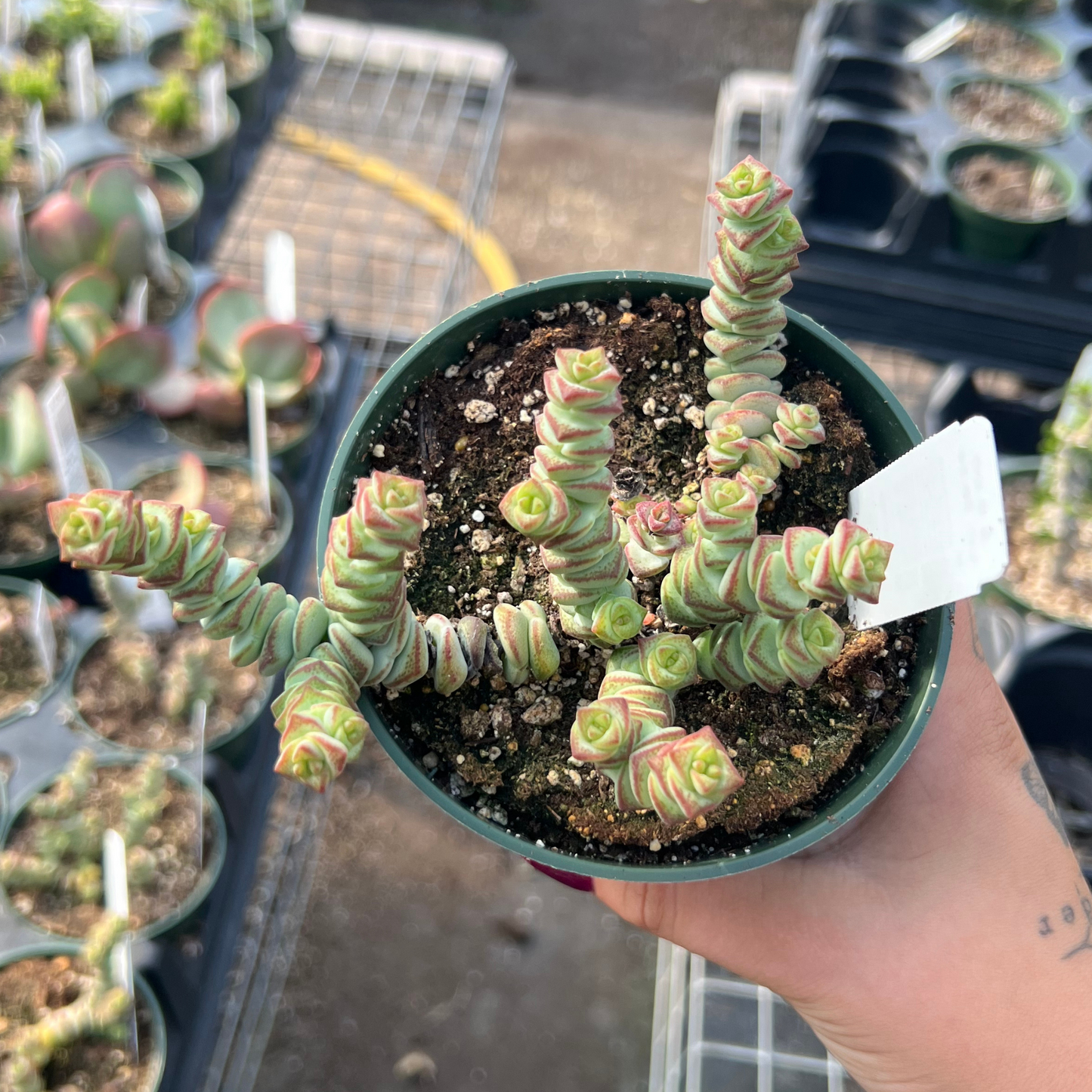 Crassula 'Baby Necklace'