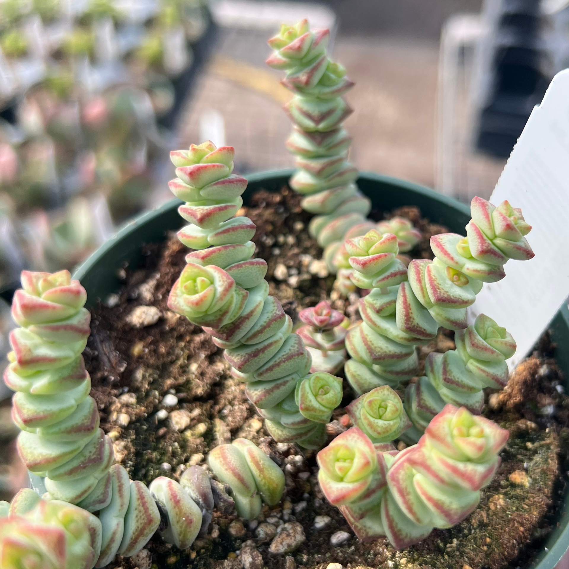 Crassula 'Baby Necklace' – Fantastic Gardens