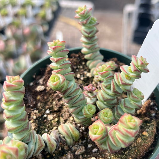 Crassula 'Baby Necklace'