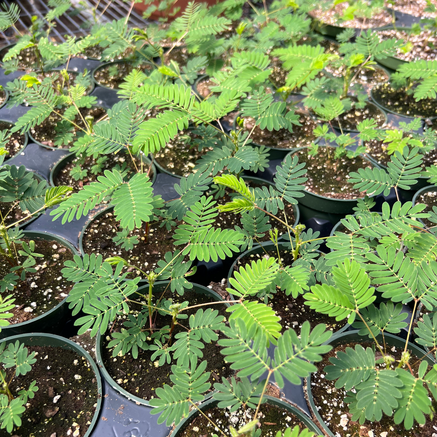 Sensitive Plant