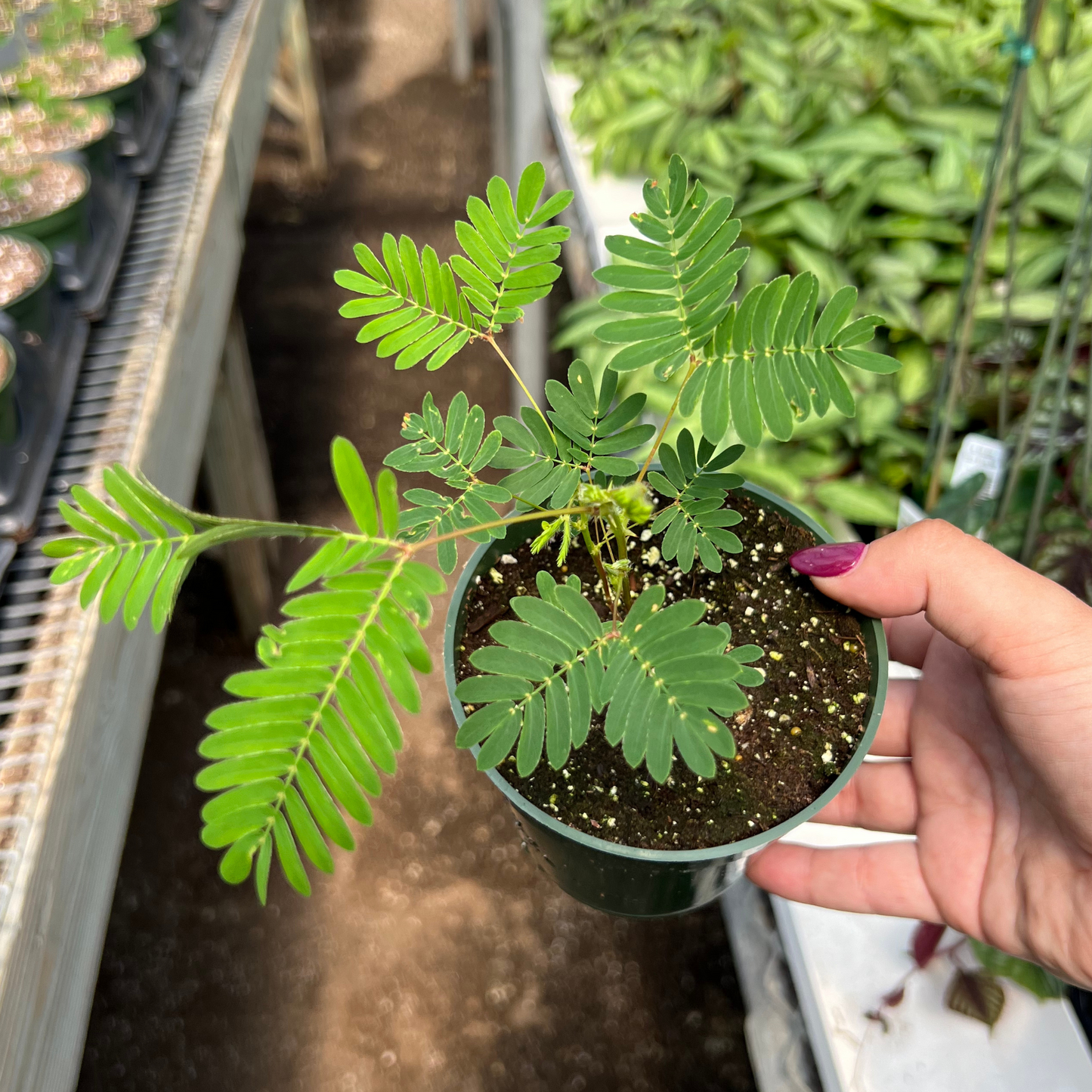 Sensitive Plant