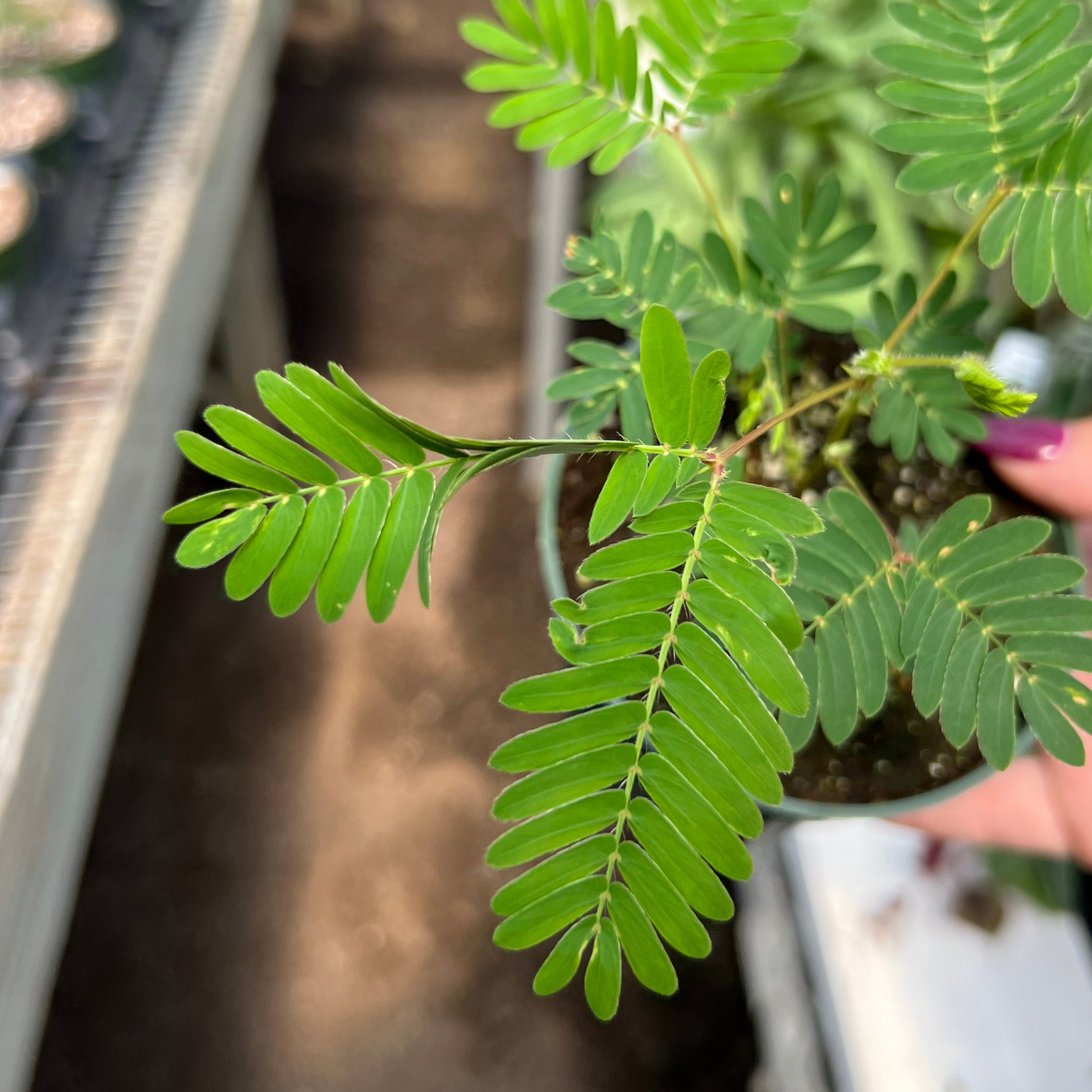 Sensitive Plant