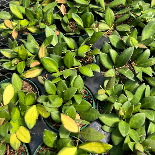 Hoya burtoniae Variegated