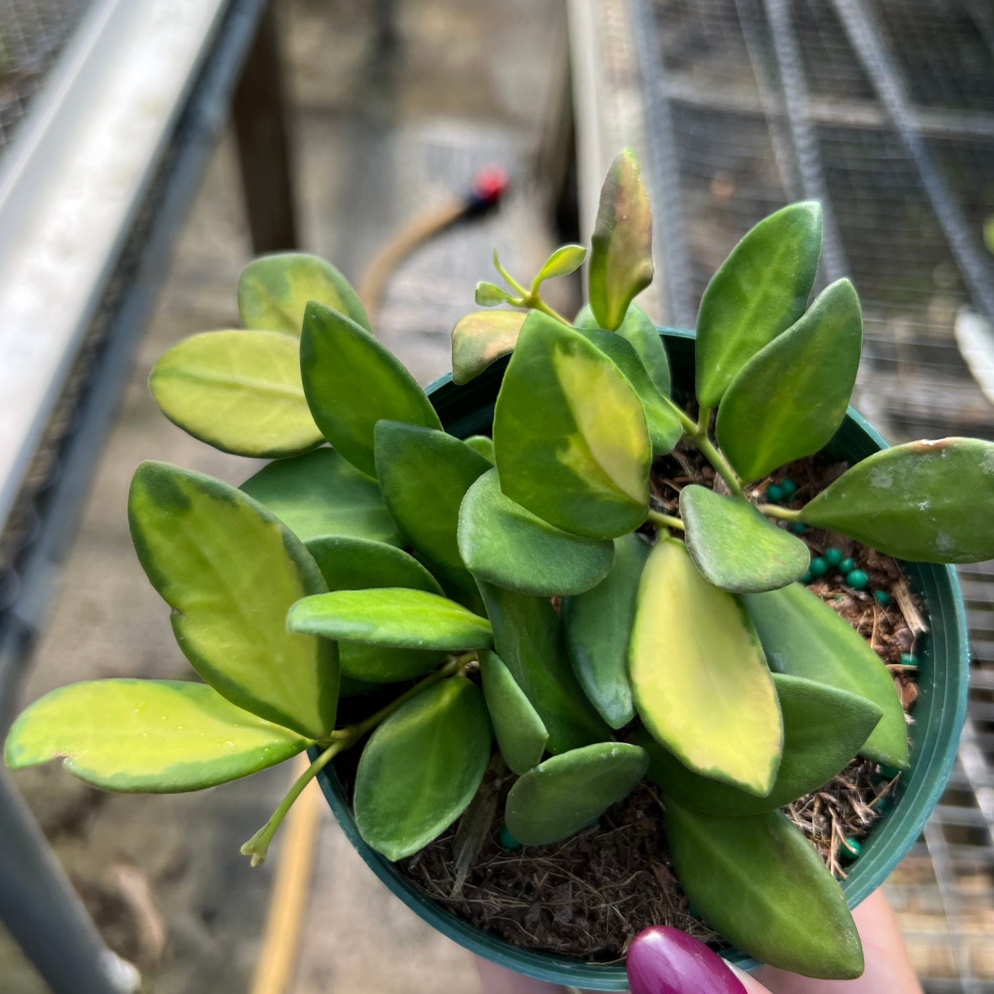 Hoya burtoniae Variegated