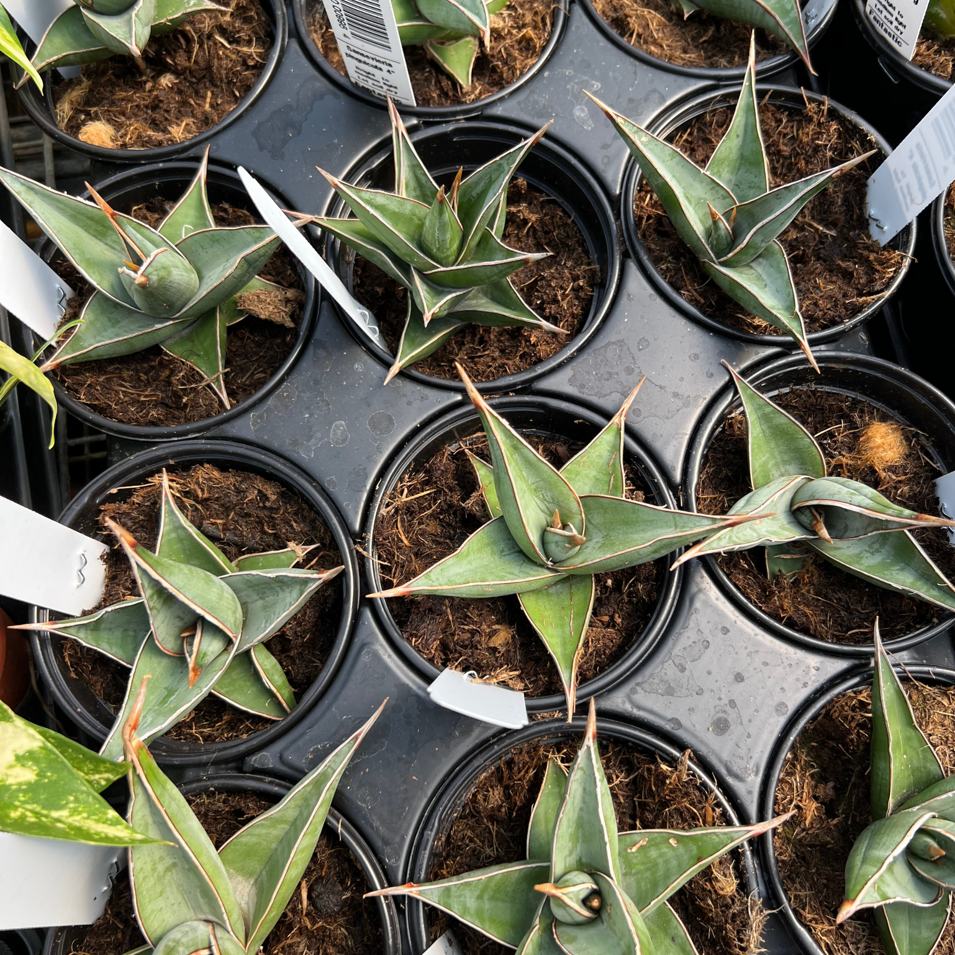 sansevieria pinguicula variegata Sansevieria pinguicula