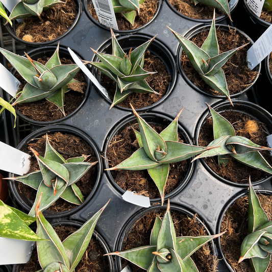 Sansevieria pinguicula