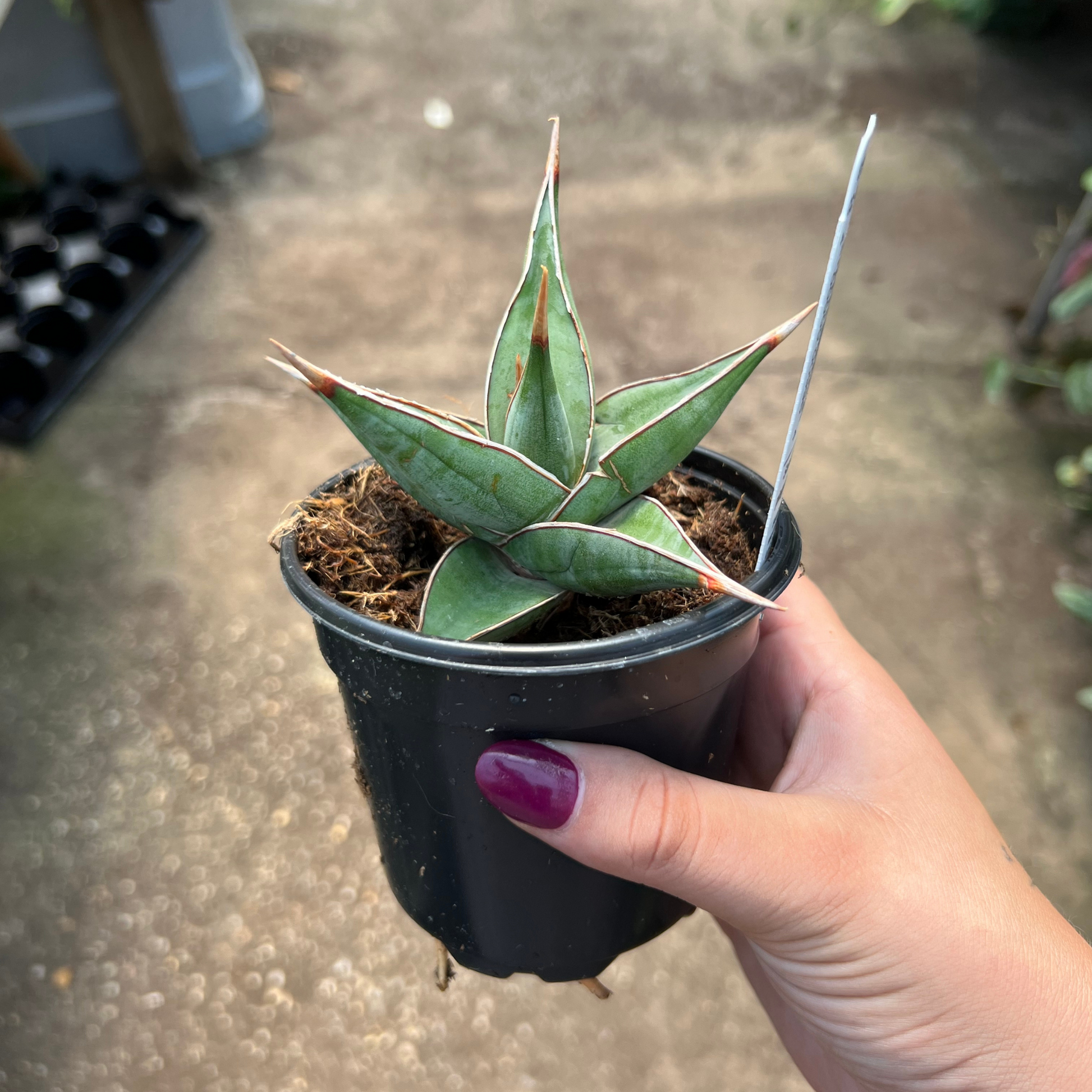 sansevieria pinguicula dagger Sansevieria pinguicula
