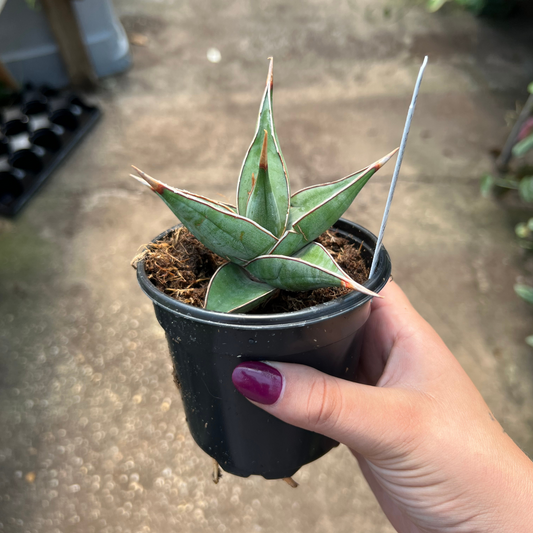 Sansevieria pinguicula