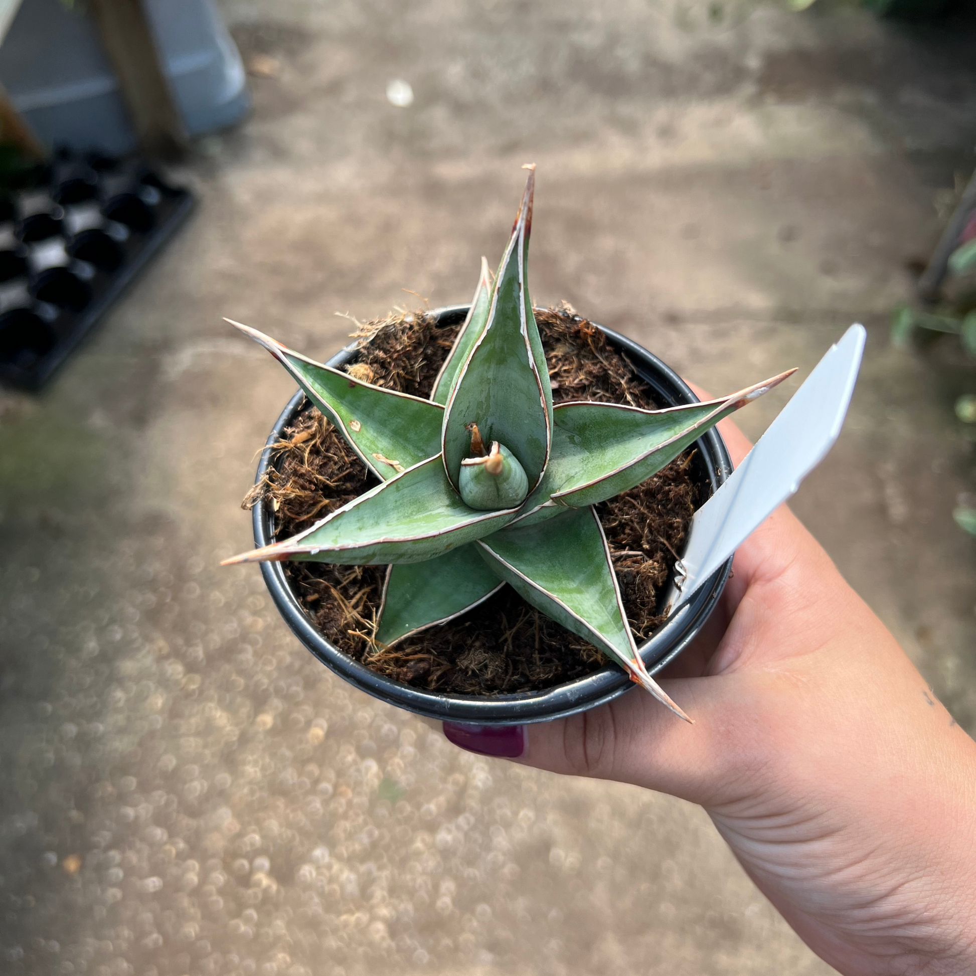 sansevieria pinguicula black Sansevieria pinguicula