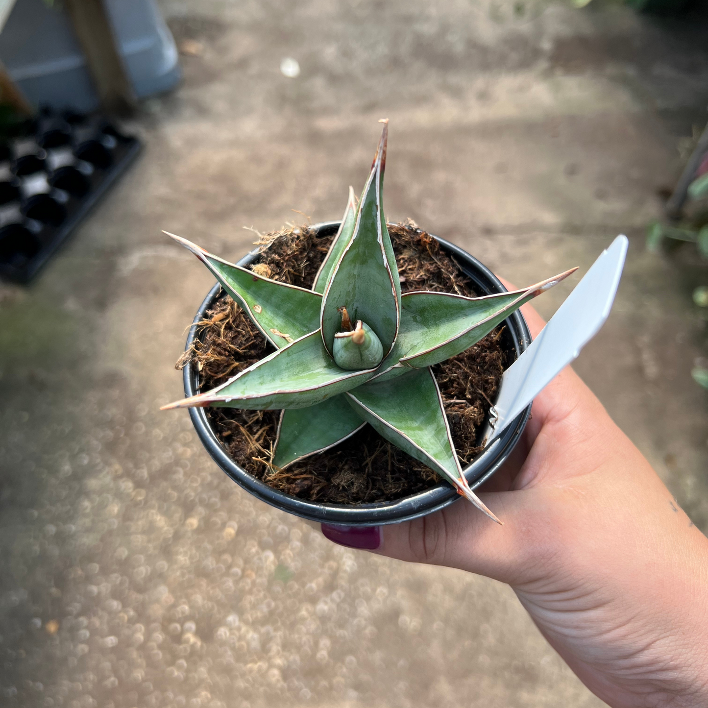 Sansevieria pinguicula