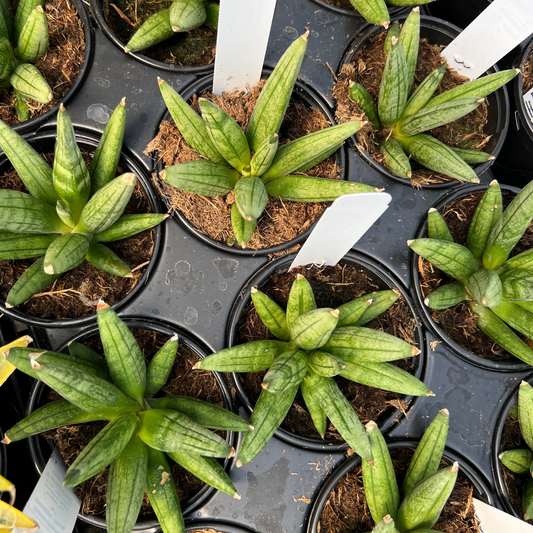 Sansevieria Hedgehog