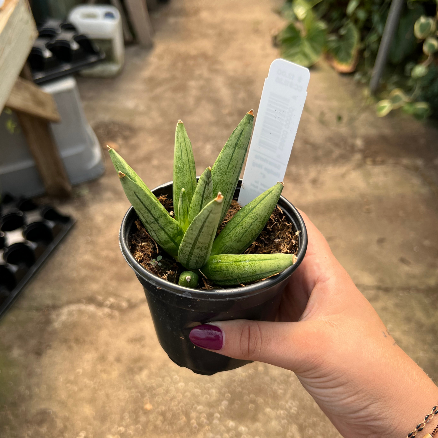 Sansevieria Hedgehog