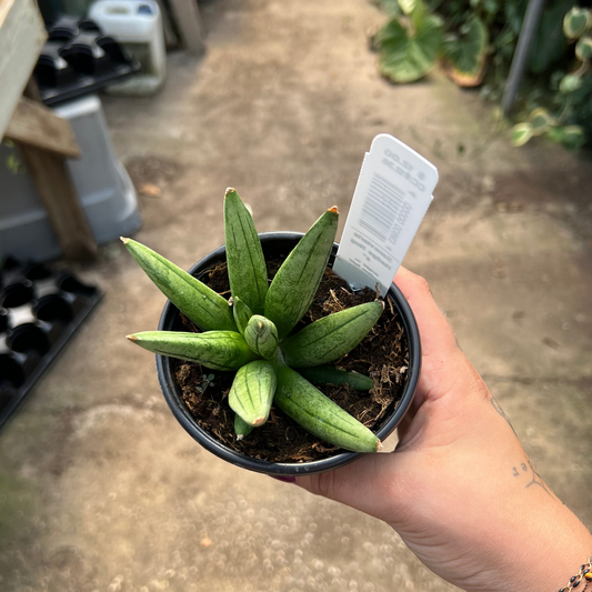 Sansevieria Hedgehog