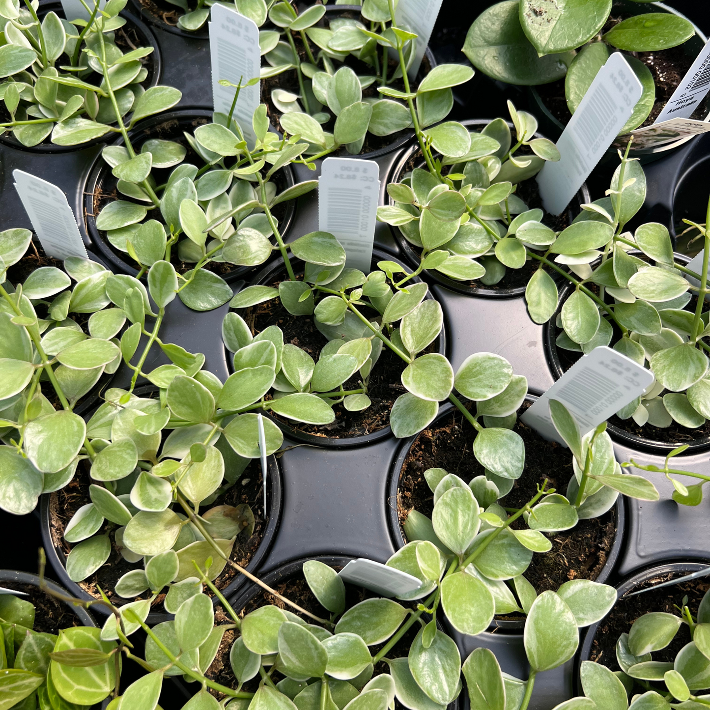 Dischidia oiantha Variegated