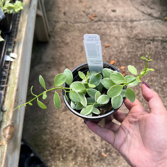 Dischidia oiantha Variegated