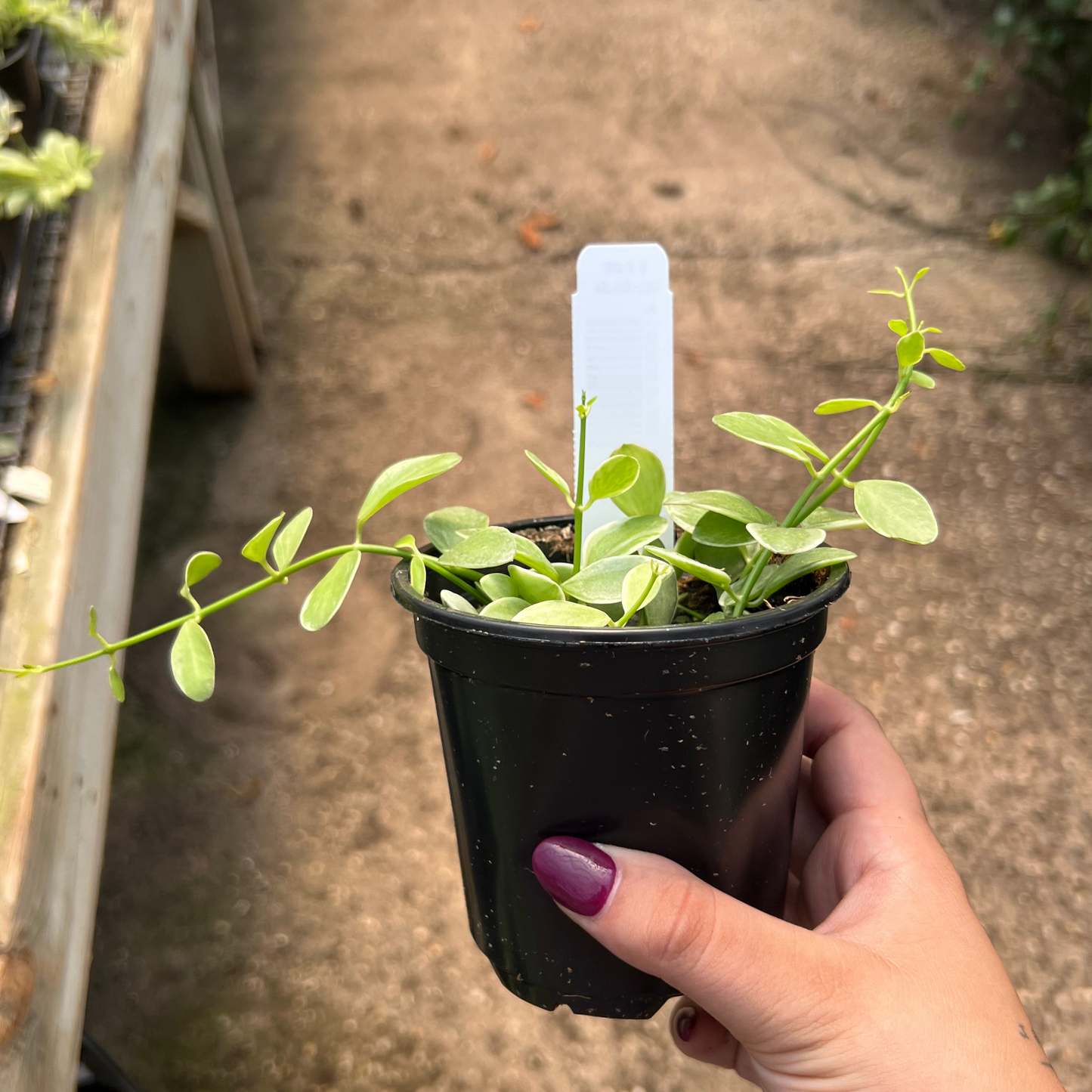 Dischidia oiantha Variegated