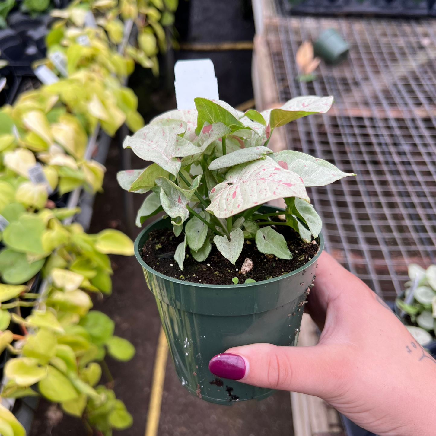 Syngonium Milk Confetti