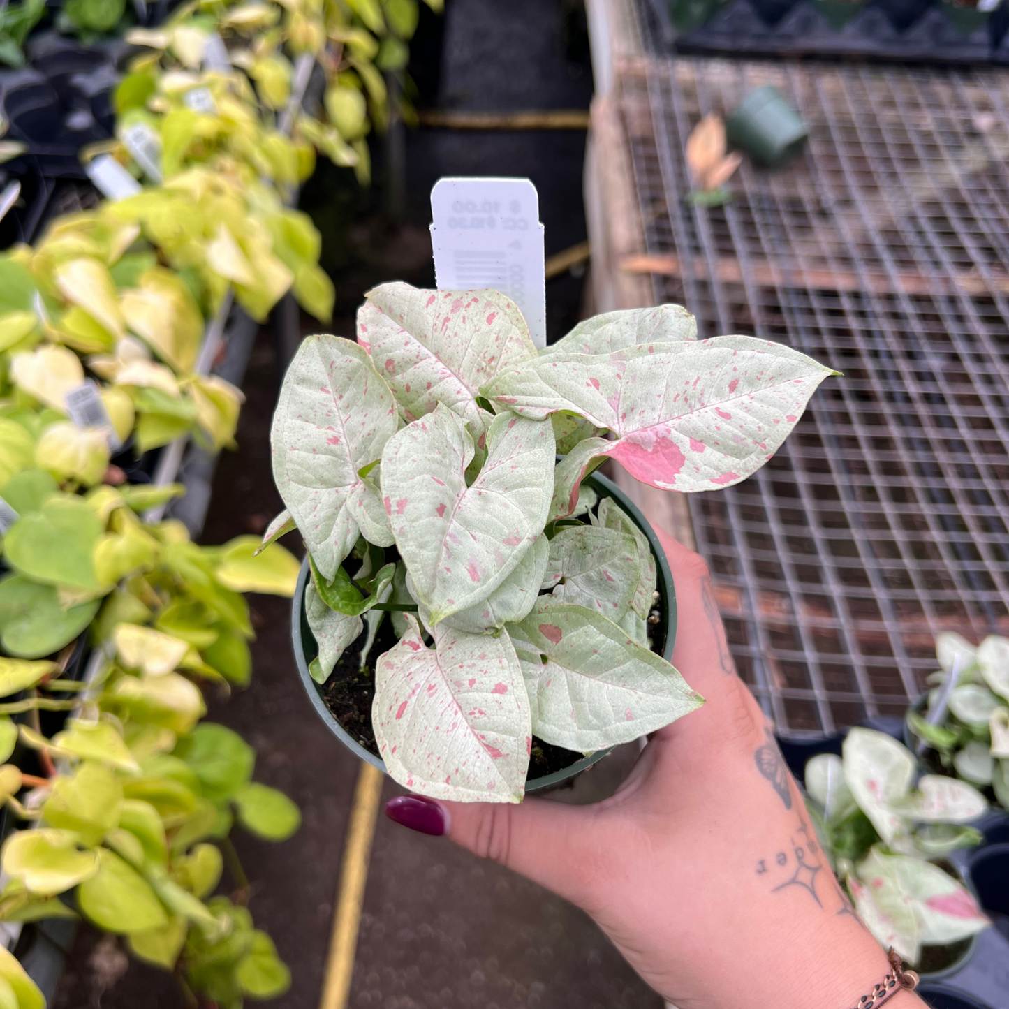 Syngonium Milk Confetti