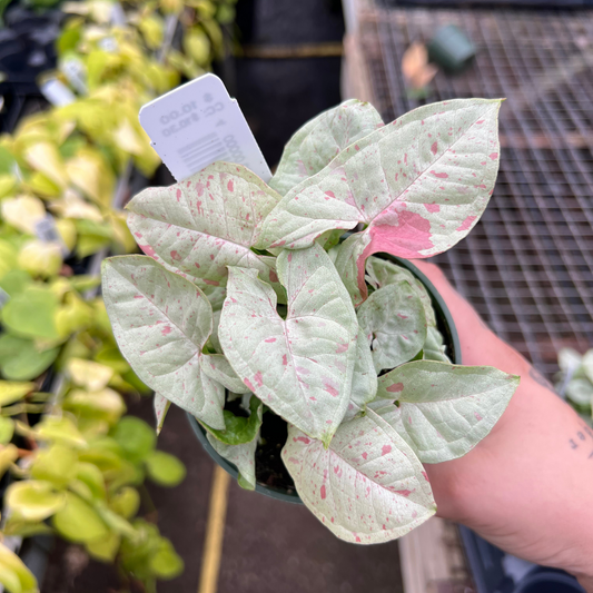 Syngonium Milk Confetti