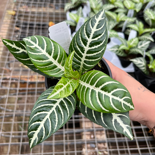 Aphelandra Squarrosa- Zebra Plant