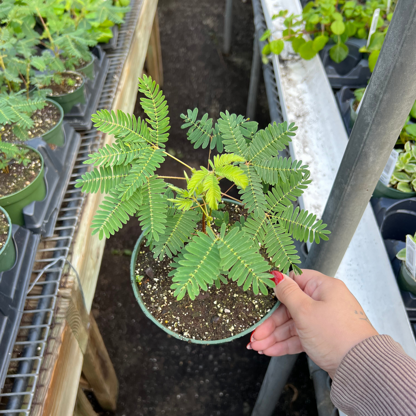 Sensitive Plant