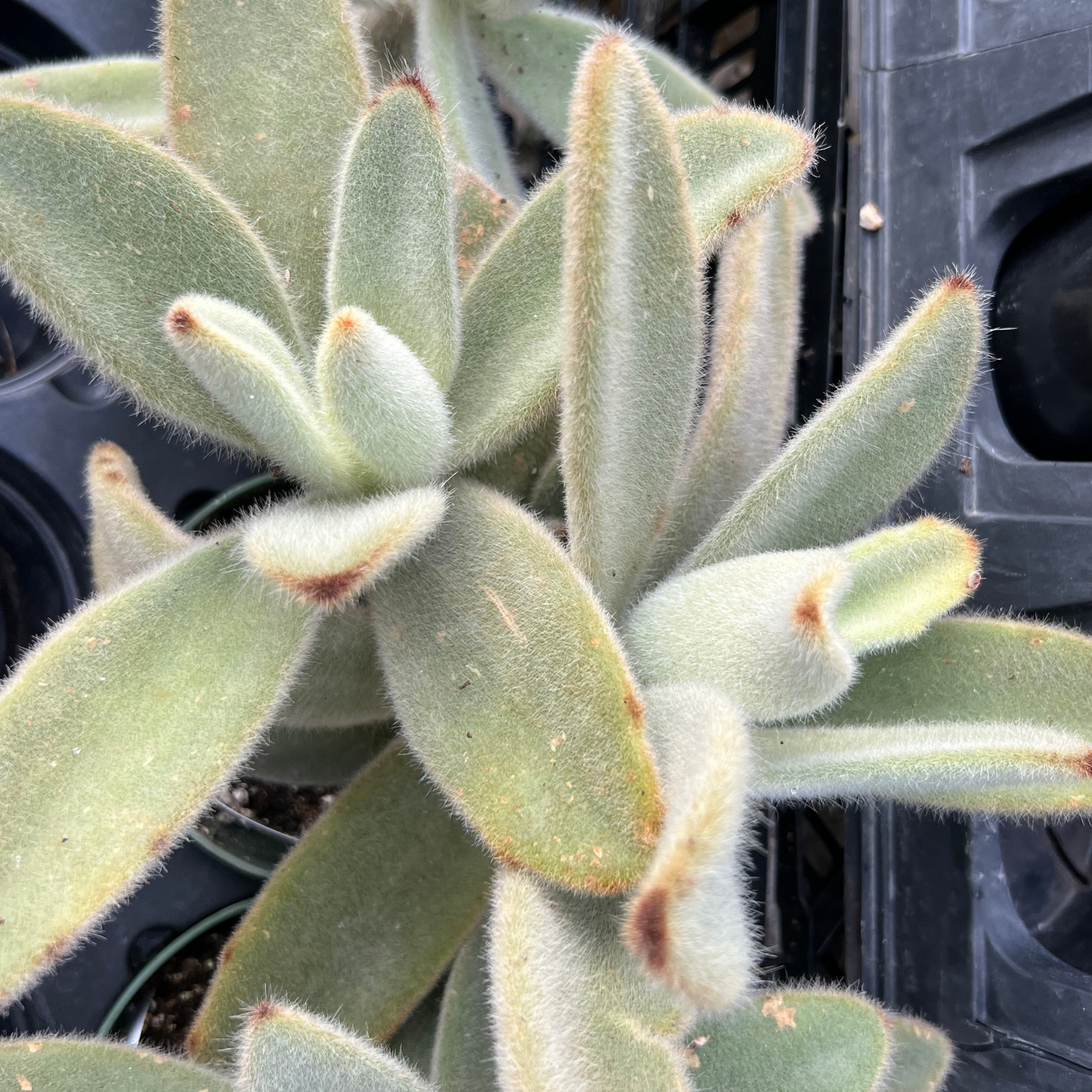 Kalanchoe villosa