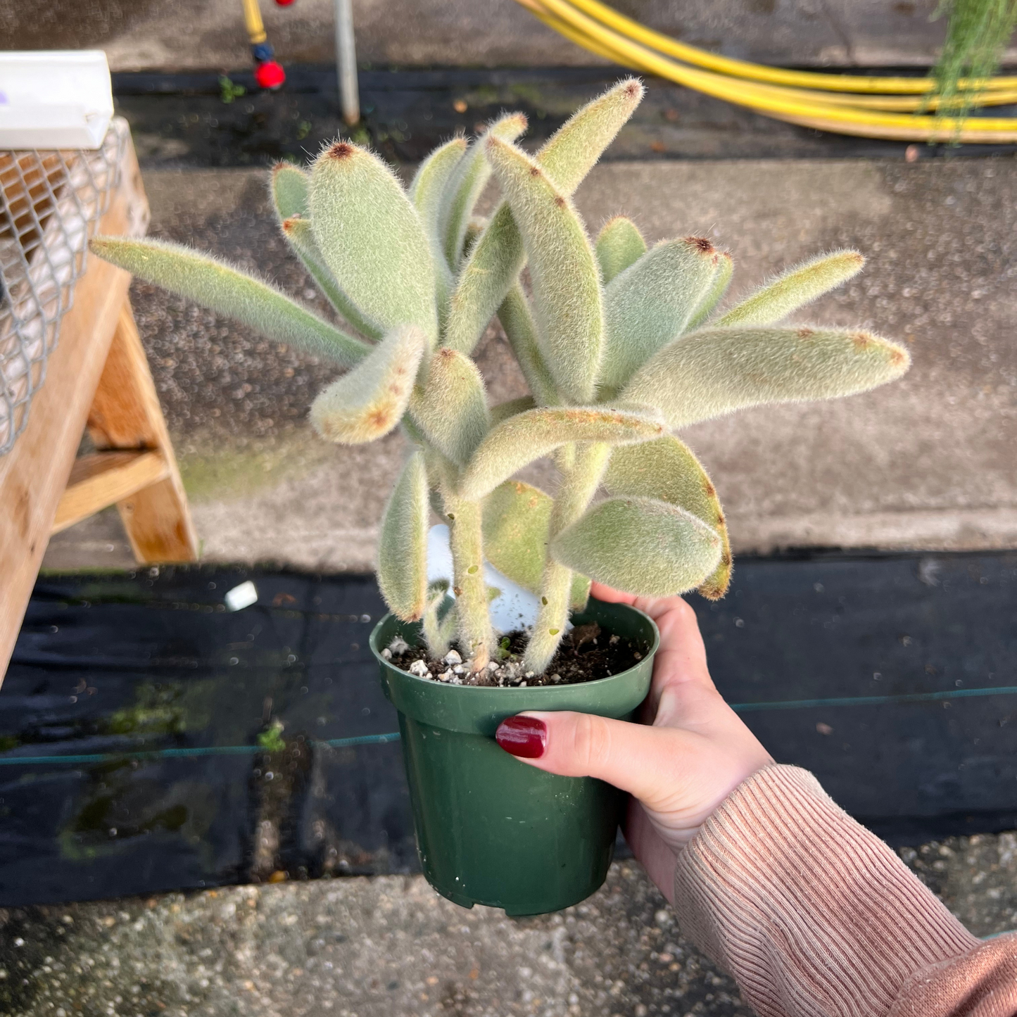 Kalanchoe villosa