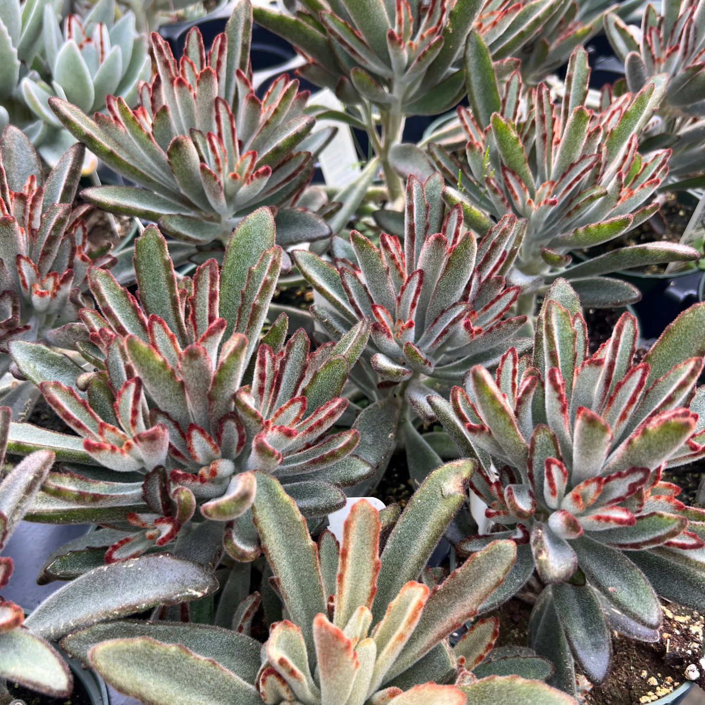 Kalanchoe tomentosa 'Black Tie'