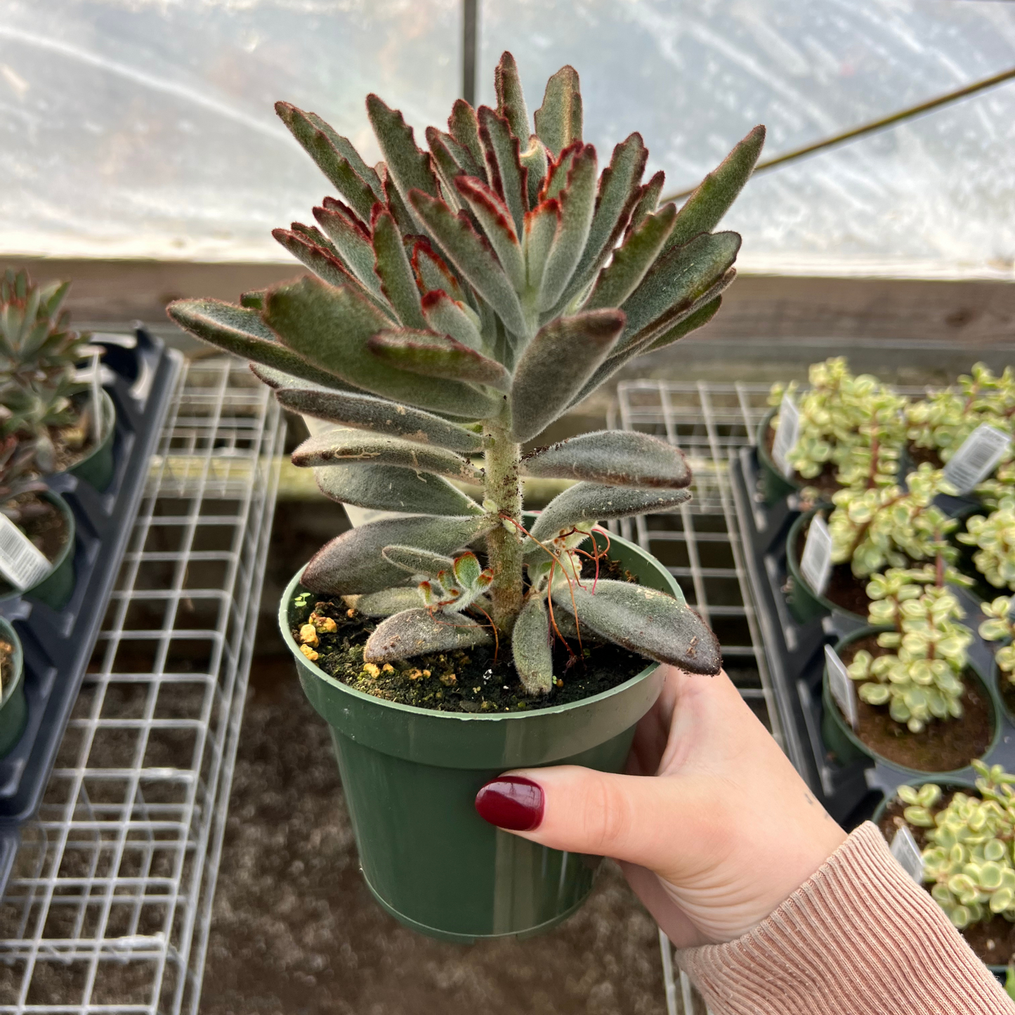 Kalanchoe tomentosa 'Black Tie'