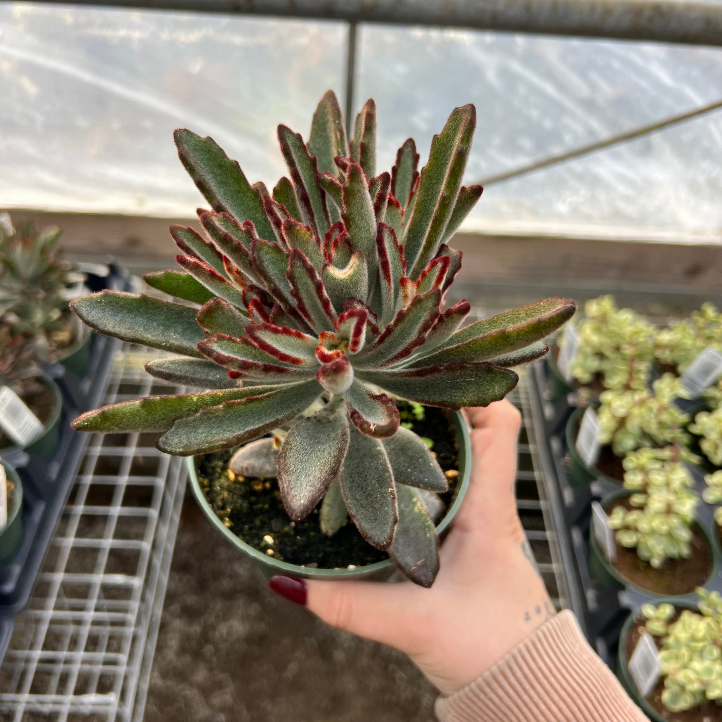 Kalanchoe tomentosa 'Black Tie'