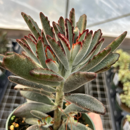 Kalanchoe tomentosa 'Black Tie'