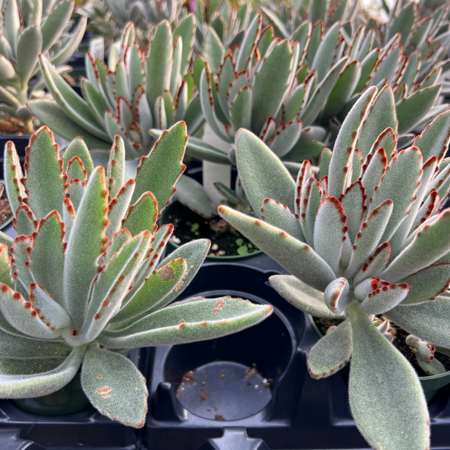 Kalanchoe tomentosa 'Panda Plant'