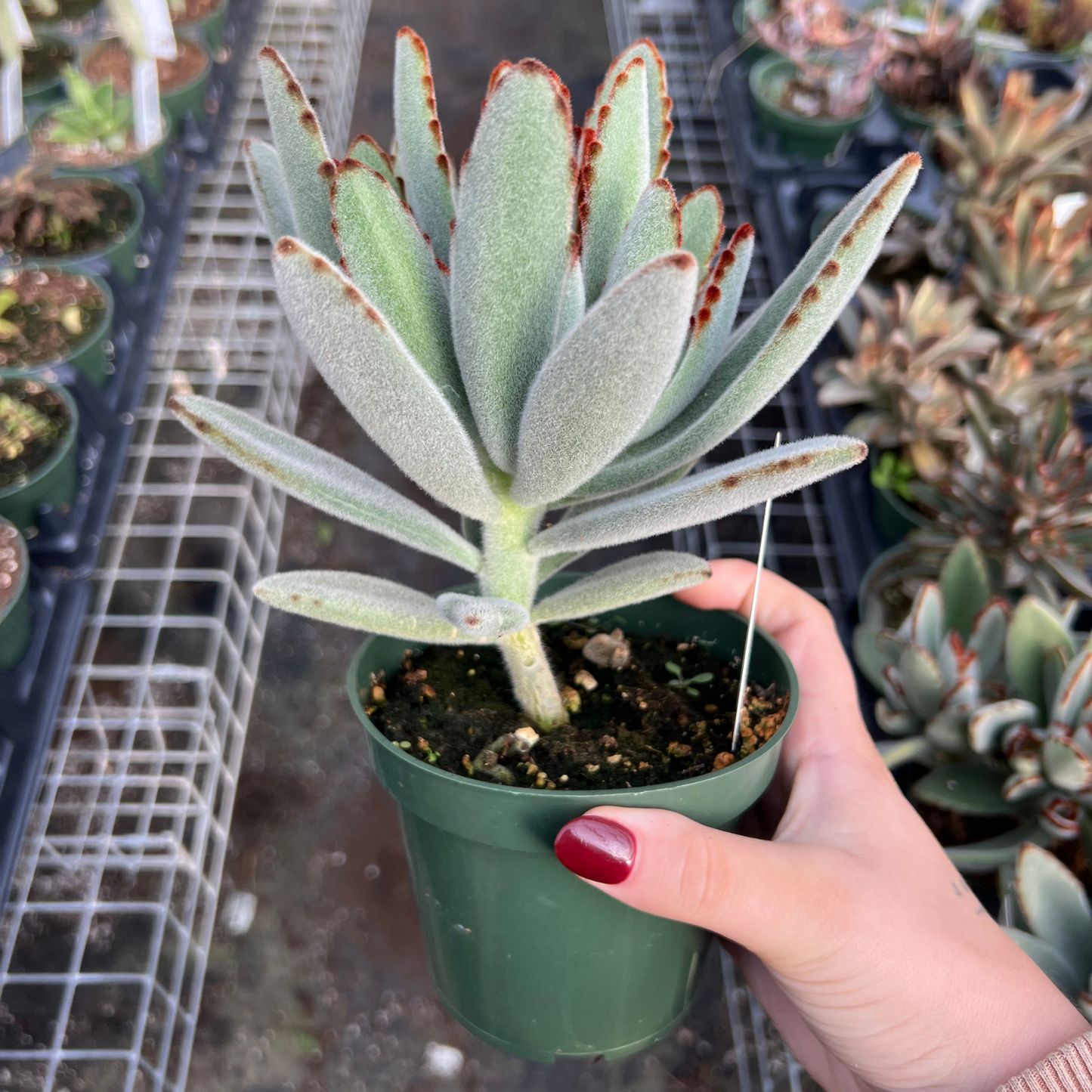 Kalanchoe tomentosa 'Panda Plant'